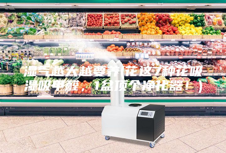 濕氣越大越要養(花這7種花吸濕吸甲醛，1盆頂個凈化器！)