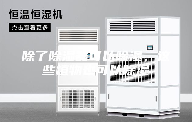 除了除濕器可以除濕，這些植物也可以除濕